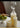 SOFTSERVE Natural Conch Shell Wine Stopper from softserve