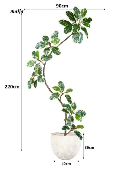 Artificial Golden Banyan Rubber Plant from maija