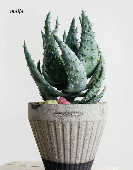 CIIREALS Overnight Muffin Ceramic Planter from maija