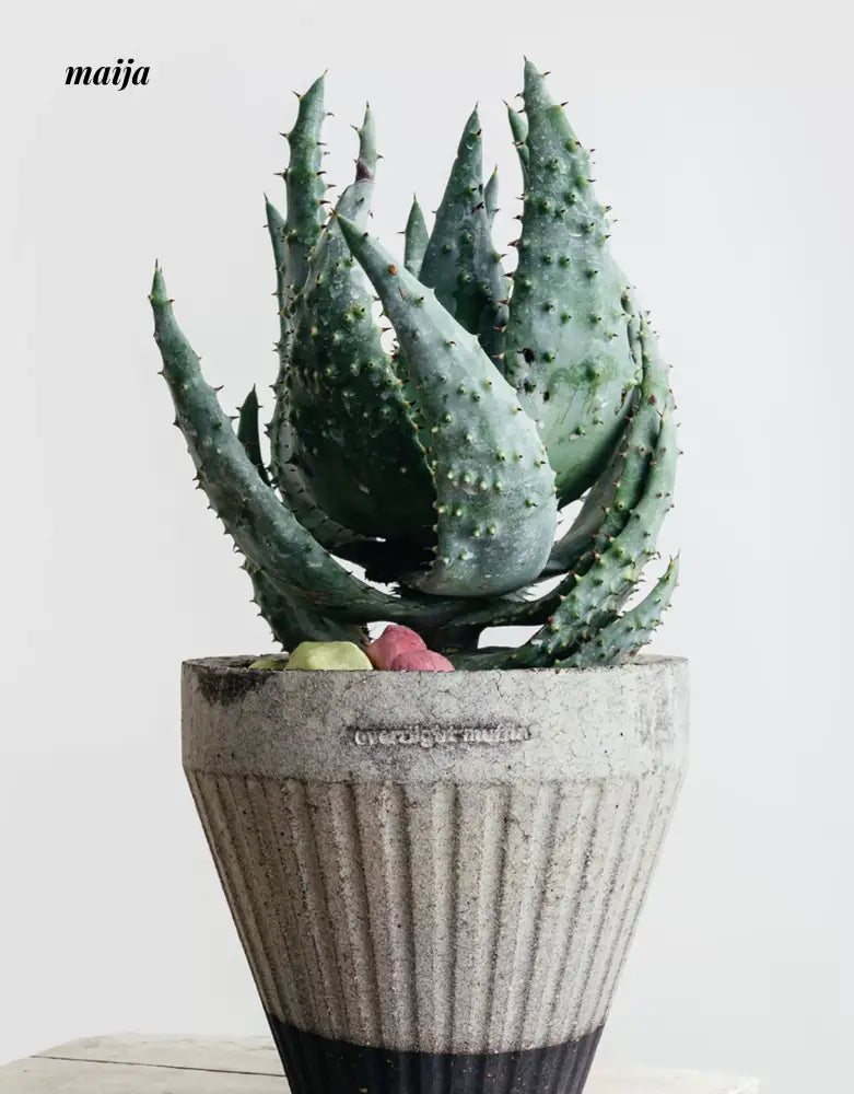 CIIREALS Overnight Muffin Ceramic Planter from maija