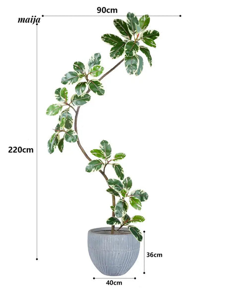 Artificial Golden Banyan Rubber Plant from maija