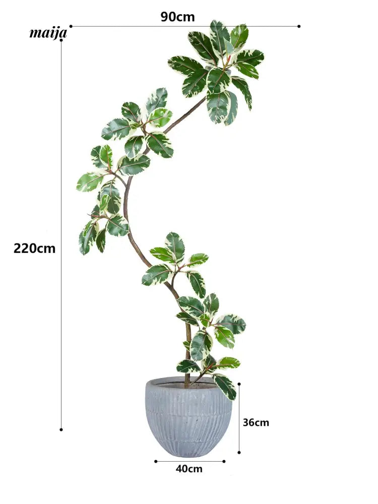 Artificial Golden Banyan Rubber Plant from maija