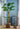 Artificial Monstera Plant from maija