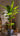 Artificial Large Leaf Banana Tree from maija
