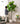 Artificial Fig Plant from Royal Forest