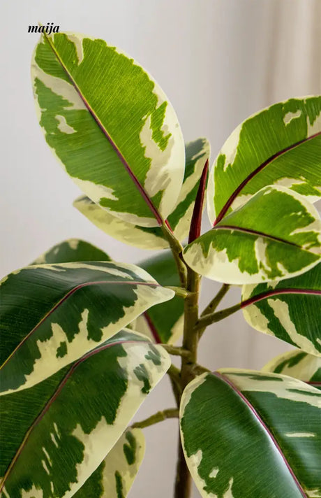 Artificial Golden Banyan Rubber Plant from maija