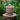JUHAN Sakura Haruki Large Breathable Flowerpot from JUHAN