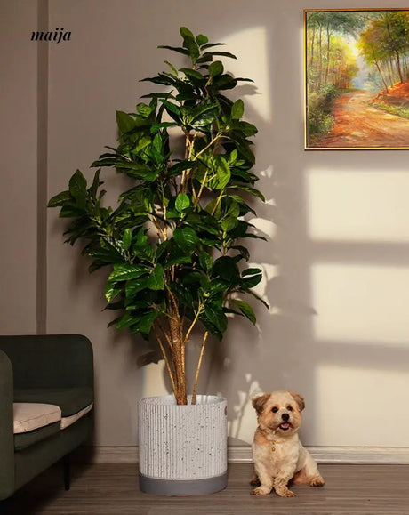Artificial Rubber Plant from maija