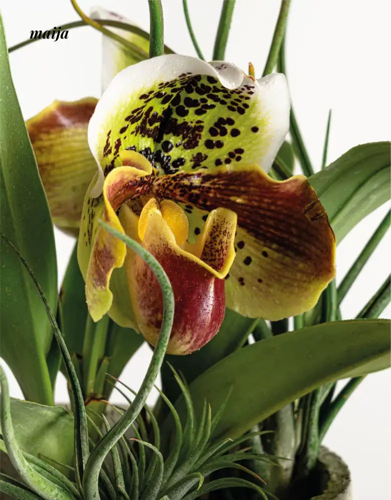 CIIREALS Overnight Muffin Ceramic Planter from maija