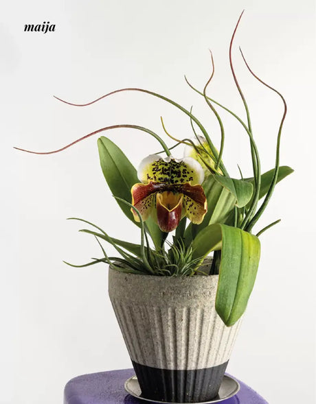 CIIREALS Overnight Muffin Ceramic Planter from maija