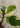 Artificial Golden Banyan Rubber Plant from maija