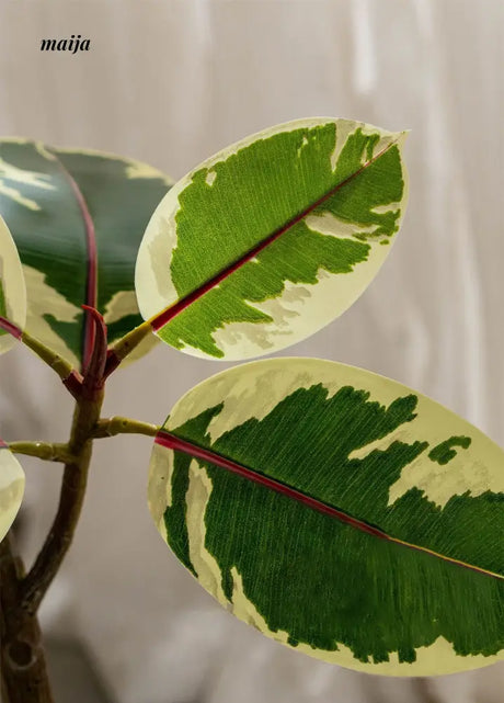Artificial Golden Banyan Rubber Plant from maija