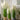 Artificial Reed Grass Plant from maija