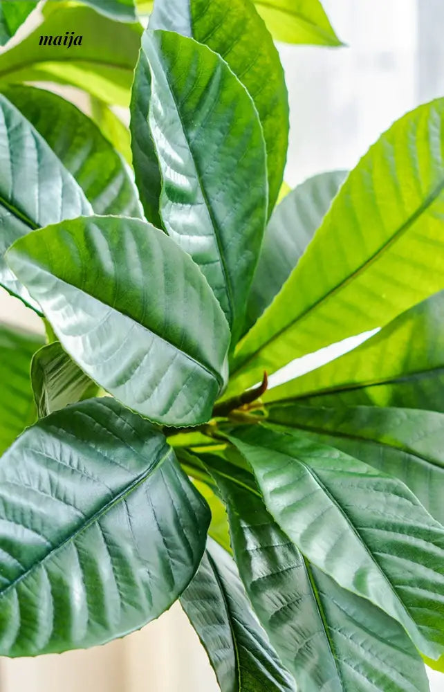 Artificial Loquat Plant from maija