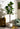 Artificial Fig Plant from Royal Forest