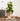 Artificial Rubber Plant from maija