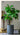 Artificial Loquat Plant from maija