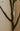 Artificial Loquat Plant from maija