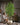 Artificial Super Tall Apricot Plant from maija