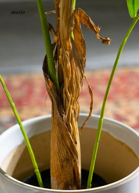 Artificial Super Tall Areca Palm Plant from maija