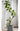 Artificial Golden Banyan Rubber Plant from maija