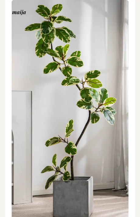 Artificial Golden Banyan Rubber Plant from maija