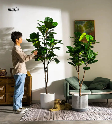 Artificial Fig Plant from Royal Forest