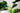 Artificial Monstera Plant from maija