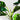 Artificial Monstera Plant from maija