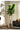 Artificial Fig Plant from Royal Forest