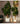 Artificial Rubber Plant from maija