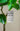 Artificial Loquat Plant from maija
