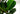 Artificial Fig Plant from Royal Forest