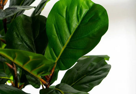 Artificial Fig Plant from Royal Forest