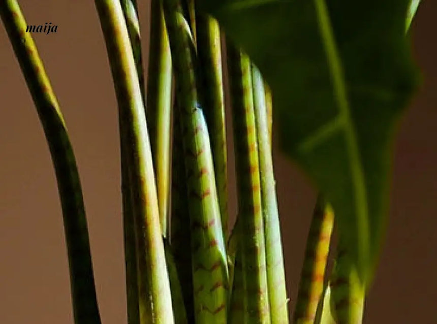 Artificial Salian Calla Lily Plant from maija
