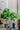 Artificial Loquat Plant from maija