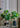 Artificial Loquat Plant from maija