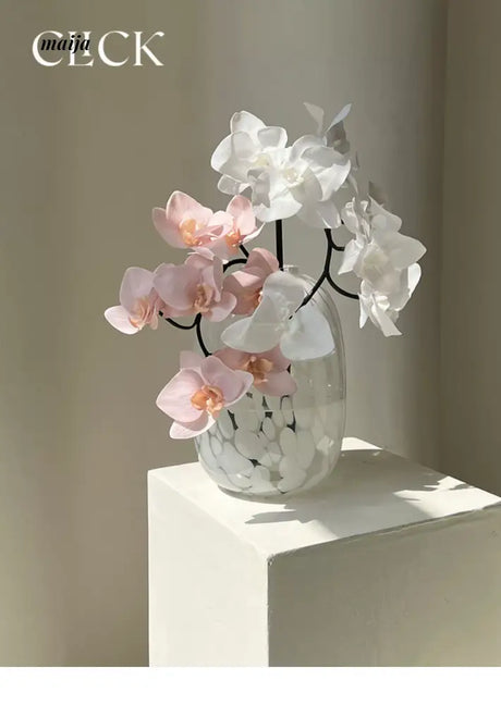 CLICK Big Belly Glass Vase for Hydroponic Flowers from CLICK