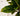 Artificial Rubber Plant from maija