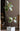 Artificial Golden Banyan Rubber Plant from maija