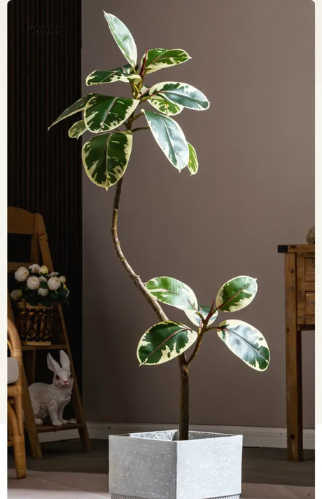 Artificial Golden Banyan Rubber Plant from maija