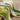 KENZAKI Washable Garden Rug from KENZAKI