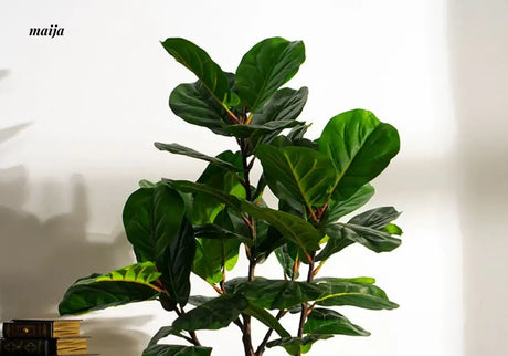Artificial Fig Plant from Royal Forest