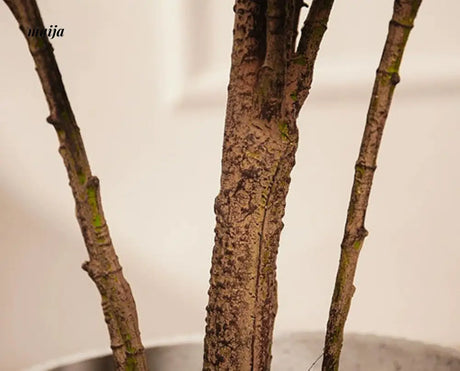 Artificial Rubber Plant from maija