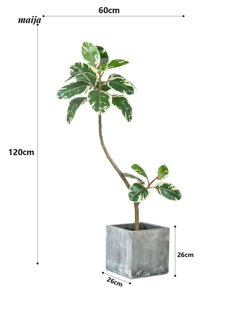 Artificial Golden Banyan Rubber Plant from maija