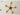 NANCY Teak Chandelier Modern Retro Glass Design from NANCY