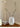 CLICK Big Belly Glass Vase for Hydroponic Flowers from CLICK