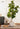 Artificial Rubber Plant from maija