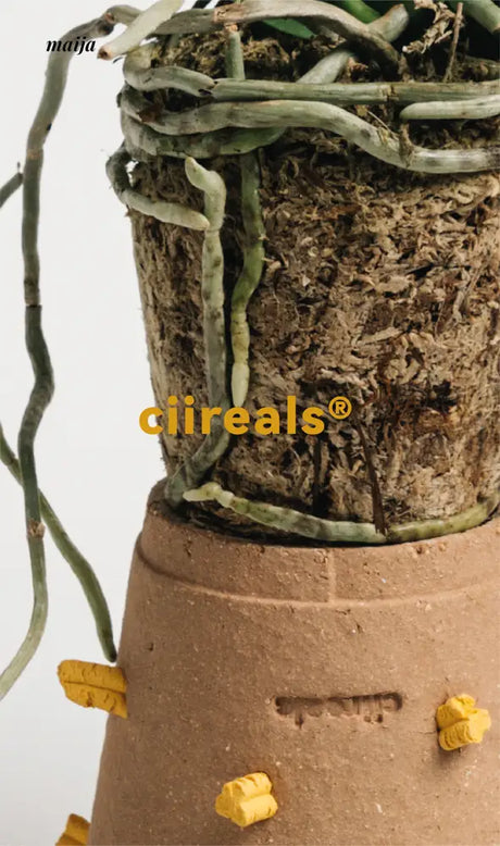 CIIREALS Root Tuber Ceramic Planter from CIIREALS