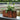 FIRST CLASS CARPENTER Marisol Elegant Natural Wood Planter from FIRST CLASS CARPENTER